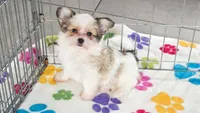 Gus, a male Maltese and Papillon for sale in Tucson, AZ – 3 of 9