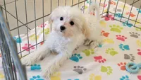 Joey, a male Maltipoo for sale in Tucson, AZ – 9 of 9