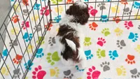 Ella, a female Shih Tzu and Poodle - Toy  for sale in Tucson, AZ – 9 of 10