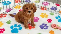 Bonnie, a female Cavapoo and Poodle - Toy  for sale in Tucson, AZ – 9 of 10