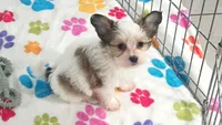 Dakota, a female Maltese and Papillon for sale in Tucson, AZ – 9 of 10
