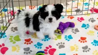 Ace, a male Maltese and Papillon for sale in Tucson, AZ – 9 of 9