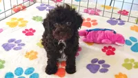 Dexter, a male Cockapoo and Poodle - Toy  for sale in Tucson, AZ – 9 of 9