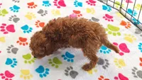 Layla, a female Cavapoo and Poodle - Toy  for sale in Tucson, AZ – 8 of 9