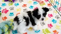 Ace, a male Maltese and Papillon for sale in Tucson, AZ – 2 of 9