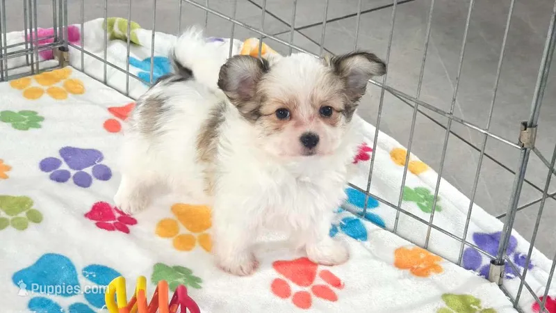 Gus – Maltese, Papillon puppy for sale in Tucson, AZ