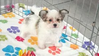 Gus, a male Maltese and Papillon for sale in Tucson, AZ – 1 of 9