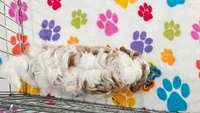 Buck, a male Cavapoo and Poodle - Toy  for sale in Tucson, AZ – 8 of 10