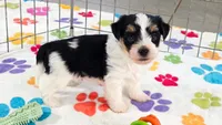 Bruno, a male Havashire for sale in Tucson, AZ – 3 of 10