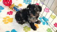 Connor, a male Yorkshire Terrier and Poodle - Toy  for sale in Tucson, AZ – 5 of 10
