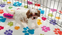 Violet, a female Cavapoo and Poodle - Toy  for sale in Tucson, AZ – 10 of 10