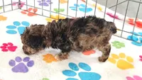 Marshall, a male Yorkshire Terrier and Poodle - Toy  for sale in Tucson, AZ – 3 of 10