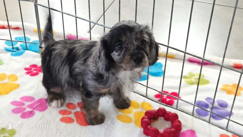 Willow – Cavapoo, Poodle - Toy  puppy for sale in Tucson, AZ