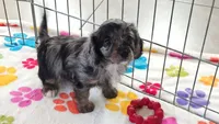 Willow, a female Cavapoo and Poodle - Toy  for sale in Tucson, AZ – 1 of 10