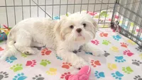 Holly, a female Shih Tzu for sale in Tucson, AZ – 6 of 9