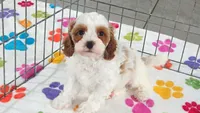 Jack, a male Cavapoo and Poodle - Toy  for sale in Tucson, AZ – 5 of 10