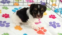 Piper, a female Havashire for sale in Tucson, AZ – 4 of 9