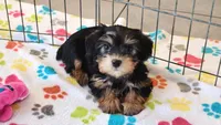 Jessica, a female Yorkshire Terrier for sale in Tucson, AZ – Photo 3 of 10