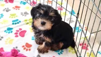 Jessica, a female Yorkshire Terrier for sale in Tucson, AZ – Photo 6 of 10
