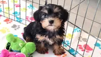 Jessica, a female Yorkshire Terrier for sale in Tucson, AZ – Photo 7 of 10
