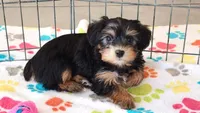 Jessica, a female Yorkshire Terrier for sale in Tucson, AZ – Photo 9 of 10