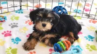 Jessica, a female Yorkshire Terrier for sale in Tucson, AZ – Photo 2 of 10