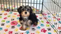 Jessica, a female Yorkshire Terrier for sale in Tucson, AZ – Photo 8 of 10