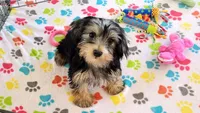 Jessica, a female Yorkshire Terrier for sale in Tucson, AZ – Photo 9 of 10