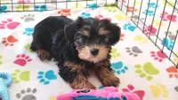 Jessica, a female Yorkshire Terrier for sale in Tucson, AZ – Photo 10 of 10