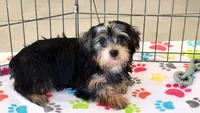 Jessica, a female Yorkshire Terrier for sale in Tucson, AZ – Photo 10 of 10
