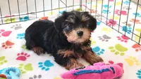 Jessica, a female Yorkshire Terrier for sale in Tucson, AZ – Photo 4 of 10