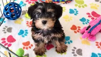 Jessica, a female Yorkshire Terrier for sale in Tucson, AZ – Photo 1 of 10