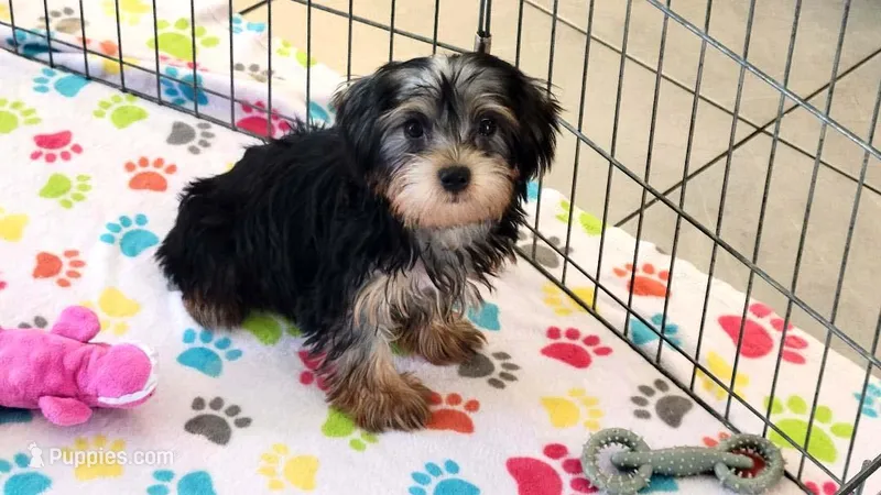 Jessica – Yorkshire Terrier puppy for sale in Tucson, AZ