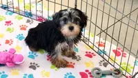 Jessica, a female Yorkshire Terrier for sale in Tucson, AZ – Photo 1 of 10