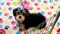 Jessica, a female Yorkshire Terrier for sale in Tucson, AZ – Photo 4 of 10