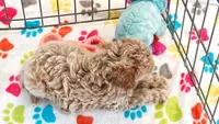 Maddie, a female Cavapoo and Poodle - Toy  for sale in Tucson, AZ – 9 of 10