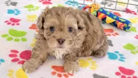 Duke, a male Shih Tzu and Poodle - Toy  for sale in Tucson, AZ – 2 of 9