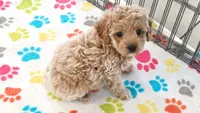 Maddie, a female Cavapoo and Poodle - Toy  for sale in Tucson, AZ – 10 of 10
