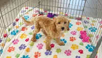 Frankie, a male Cavapoo and Poodle - Miniature  for sale in Tucson, AZ – 6 of 10