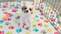 Hank, a male Cavapoo and Poodle - Toy  for sale in Tucson, AZ – 6 of 10