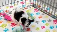 Baxter, a male Maltese and Papillon for sale in Tucson, AZ – 7 of 8