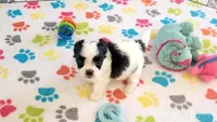 Ace, a male Maltese and Papillon for sale in Tucson, AZ – 3 of 9