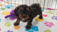 Alex, a male Cavapoo and Poodle - Toy  for sale in Tucson, AZ – 3 of 10