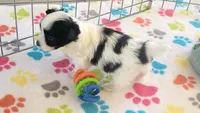 Dakota, a female Maltese and Papillon for sale in Tucson, AZ – 3 of 10