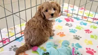 Bentley, a male Cavapoo for sale in Tucson, AZ – 2 of 10