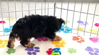 Oscar, a male Yorkshire Terrier for sale in Tucson, AZ – 3 of 9