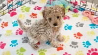 Maddie, a female Cavapoo and Poodle - Toy  for sale in Tucson, AZ – 8 of 10