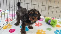 Alex, a male Cavapoo and Poodle - Toy  for sale in Tucson, AZ – 7 of 10