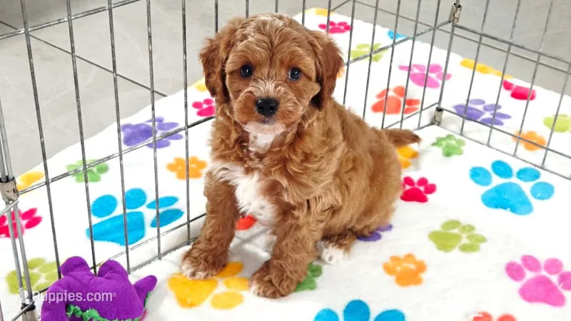 George – Cavapoo, Poodle - Toy  puppy for sale in Tucson, AZ