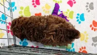 Charlie, a male Shih Tzu and Poodle - Toy  for sale in Tucson, AZ – 9 of 9